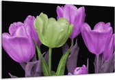 Glasschilderij Tulpen | Paars, Groen, Zwart | 120x70cm 1Luik | Foto print op Glas |  F003187