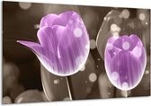 Peinture sur verre tulipe | Violet, gris | 120x70cm 1Hatch | Tirage photo sur verre |  F005091