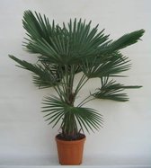 Trachycarpus fortunei - stam 30-40 cm - totale hoogte 120-140 cm - pot Ø 31 cm - Palmen - MyPalmShop