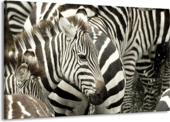 Schilderij Op Canvas - Groot -  Zebra - Zwart, Wit, Grijs - 140x90cm 1Luik - GroepArt 6000+ Schilderijen Woonkamer - Schilderijhaakjes Gratis
