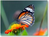 Close-up shot van een prachtige vlinder op een bloem met oranje bloemblaadjes - 40x30 Canvas Liggend -