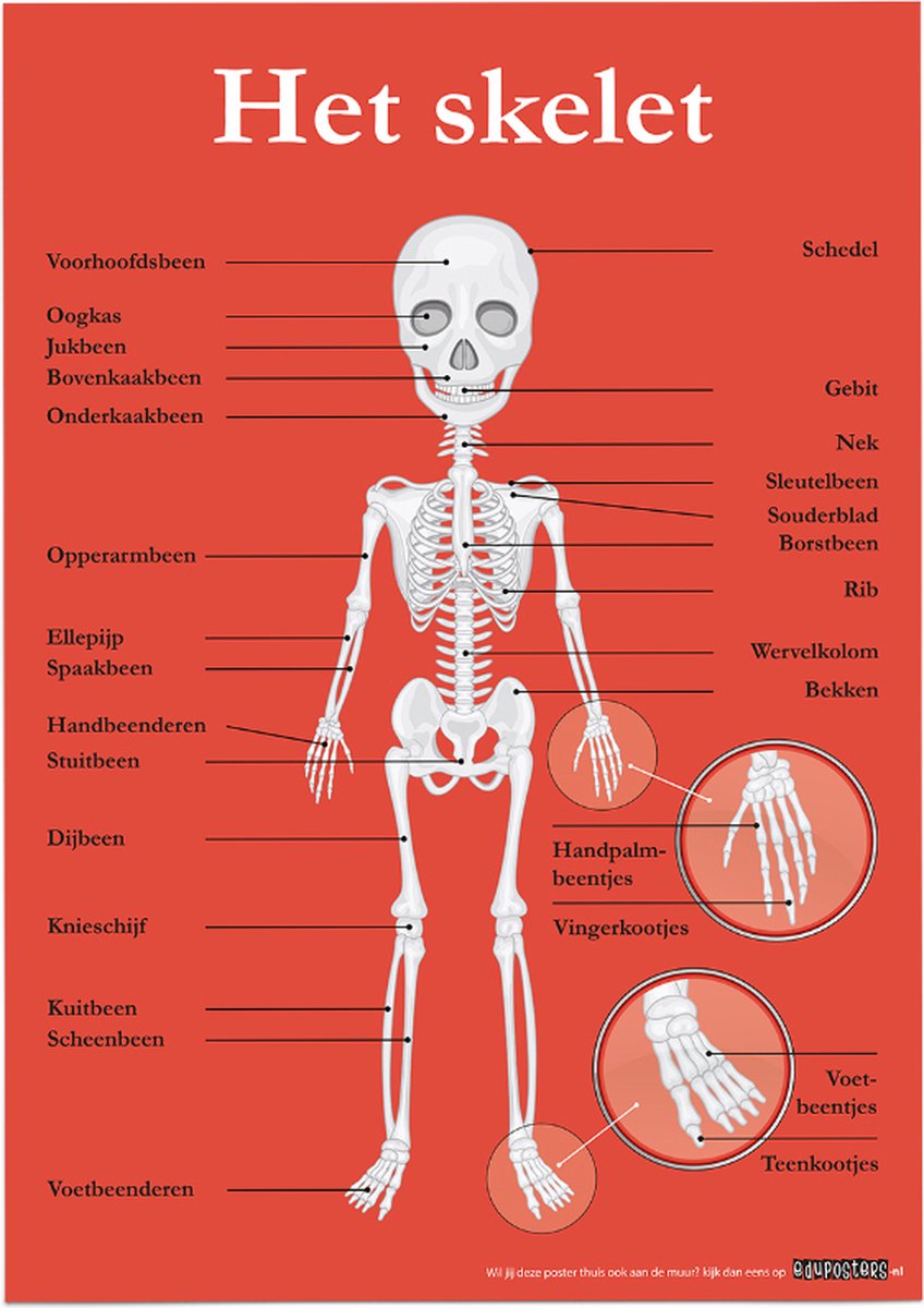 eduposters Educatieve poster (Posterpapier) - Biologie het skelet - 29.7 x 42 cm (A3) Beige