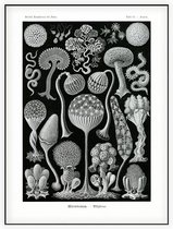 Arcyria - Mycetozoa (Kunstformen der Natur), Ernst Haeckel - Foto op Akoestisch paneel - 90 x 120 cm