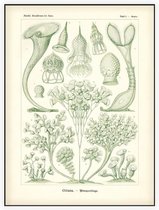 Stentor - Ciliata (Kunstformen der Natur), Ernst Haeckel - Foto op Akoestisch paneel - 60 x 80 cm