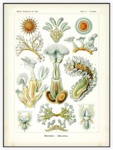 Cristatella - Bryozoa (Kunstformen der Natur), Ernst Haeckel - Foto op Akoestisch paneel - 150 x 200 cm