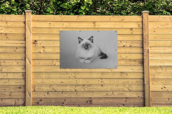 Affiche de jardin Paysage Chat Ragdoll - noir et blanc - 120x80 cm - Jardin