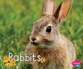 Woodland Wildlife - Rabbits