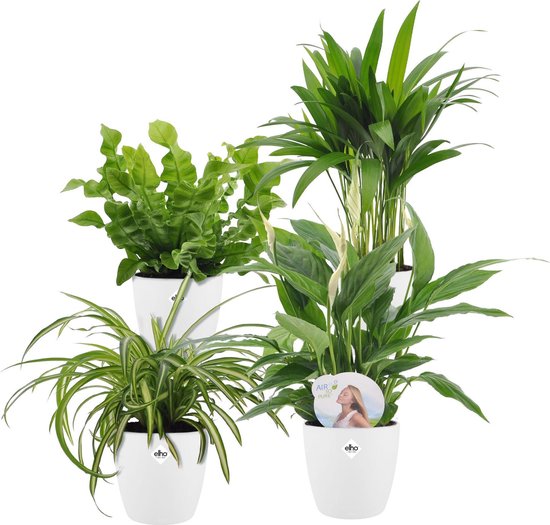 Plantenmix - 4 kamerplanten - Areca, Chlorophytum, Nephrolepis, Spathiphyllum - ↕25-30cm - Incl. Sierpot Pot wit-ø 12cm