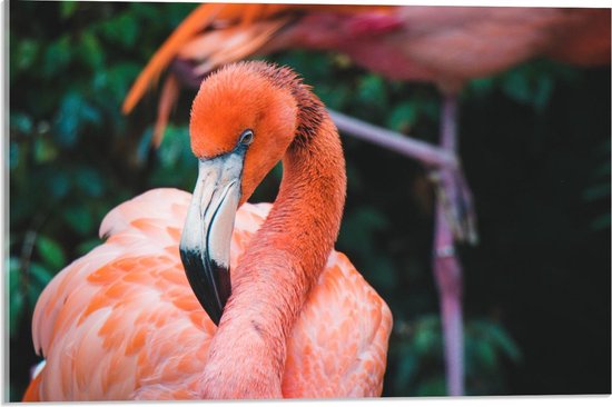 Acrylglas - Lichtroze Flamingo - Foto op Acrylglas (Met Ophangsysteem)