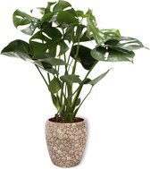 Kamerplant Monstera Deliciosa Tauerii – Gatenplant - ± 60 cm hoog – 19 cm diameter in creme kleurige pot