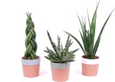 Hellogreen Kamerplant - Mix Excentrieke Sansevieria in Romy keramiek