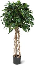 Ficus Exotica OS bol 150cm