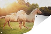 Affiche de jardin deux chevaux palomino galop dans la nature 120x80 cm - Toile de jardin / Toile d'extérieur / Peintures d'extérieur (décoration de jardin)