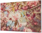 Wandpaneel Kersenbloesem in bloei  | 210 x 140  CM | Zilver frame | Wand-beugels (27 mm)