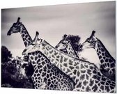 Wandpaneel Giraffen zwart wit  | 120 x 80  CM | Zilver frame | Wand-beugels (27 mm)