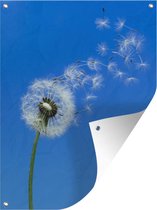 Affiche jardin - Toile Posters de jardin extérieur - Les graines de pissenlit s'envolent dans le ciel bleu - 90x120 cm - Jardin