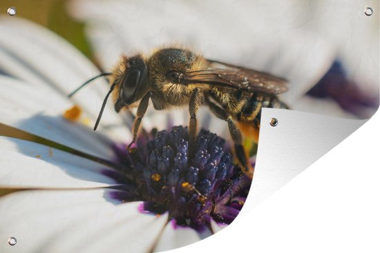 Tuinposter - Een wesp in het midden van een bloem