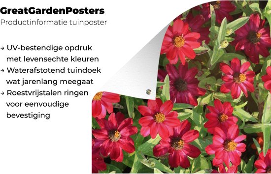 Affiche de jardin Fleurs de zinnia rouge pendant une journée ensoleillée 80x120 cm - Toile de jardin / Toile d'extérieur / Peintures pour l'extérieur (décoration de jardin)