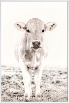 JUNIQE - Poster in kunststof lijst Blonde Cattle Maverick -40x60
