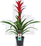 Decorum Guzmania - Kokerplant - Kamerplant - Ostara - 60cm - ø13cm