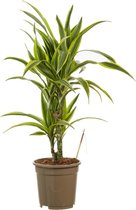 Dracaena Lemon Lime - Luchtzuiverende Kamerplant -70cm - ø17cm