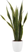 Kamerplant van Botanicly – Vrouwentongen incl. sierpot wit als set – Hoogte: 65 cm – Sansevieria Laurentii