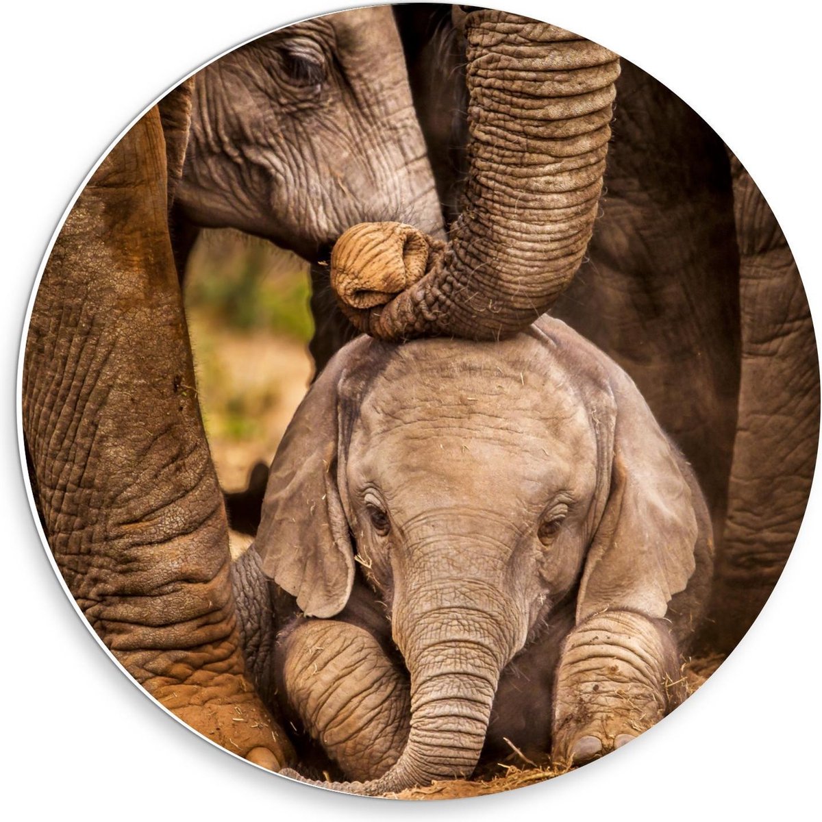 Forex Wandcirkel - Baby Olifant tussen Poten van Moeder - 30x30cm Foto op Wandcirkel (met ophangsysteem)