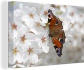 Tableau Toile Papillon Paon sur Fleur de Cerisier - 150x100 cm - Décoration murale
