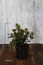 10 stuks | Sneeuwbal Pot 30-40 cm - Bloeiende plant - Compacte groei - Vruchtdragend - Wintergroen