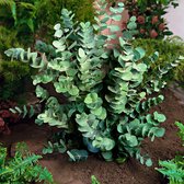 Eucalyptus Gunni – Gomboom - Struik ↑ 40-50cm - Ø 15cm
