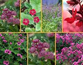 Paars-Rood-Roze Borderpakket - Bloeiende plant - Insectenlokkend - Semi-bladhoudend | 3m2 | Inclusief gratis plantadvies