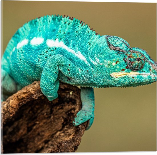 Acrylglas - Fel Blauwe Kameleon  - 50x50cm Foto op Acrylglas (Met Ophangsysteem)