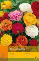 2 stuks 10 Ranunculus Mivj