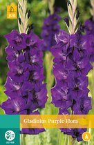 2 stuks Gladiolus Purple Flora 7 bollen