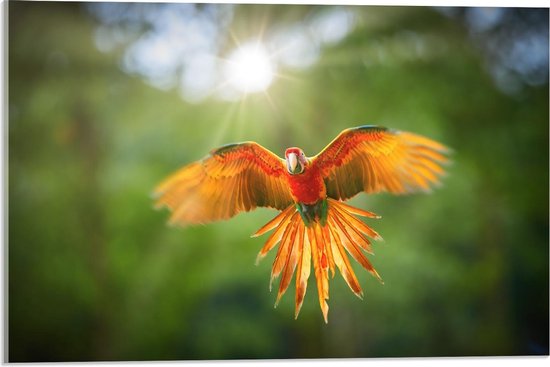 Acrylglas - Vliegende Papegaai met Zonnetje in de Achtergrond - 60x40cm Foto op Acrylglas (Met Ophangsysteem)