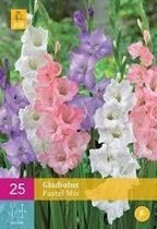 X 25 Gladiolus pastel mix | Gladiolen | Snijbloemen | Knollen