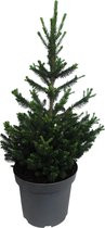 Hellogreen Kleine Mini Kerstboom - Picea Abies Will's Zwerg - Dwergconifeer - 50 cm