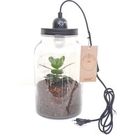 Kamerplant van Botanicly – Varkensboom in glas met lamp als set – Hoogte: 20 cm – Clusia