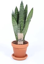 Kamerplant van Botanicly – Vrouwentongen incl. terracotta sierpot als set – Hoogte: 50 cm – Sansevieria Zeylanica