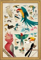 JUNIQE - Poster met houten lijst Vintage vogels -60x90 /Kleurrijk