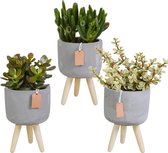 Crassula mix in betonpot op 3 pootjes | 3 stuks | Ø 10,5 cm | ↕ 16-21 cm