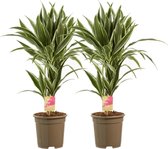 Plantjescoren.nl Dracaena White Stripe Pot Ø 17 cm