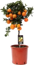 Buitenplant mooie mandarijnboom | Maak je eigen mandarijnen-likeur | Lekkere smaakmaker Ø 22 cm - Hoogte 85 cm (waarvan +/- 60 cm boom en 20 cm pot)