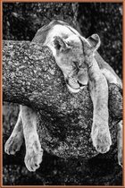 JUNIQE - Poster met kunststof lijst Rustende leeuw -40x60 /Wit & Zwart