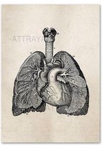 Anatomy Poster Lungs White - 13x18cm Canvas - Multi-color