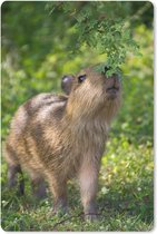 Muismat Capibara - Een baby Capibara eet van de groene bladeren muismat rubber - 18x27 cm - Muismat met foto