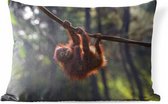 Buitenkussens - Tuin - Jonge orang-oetan hangend aan tak - 60x40 cm