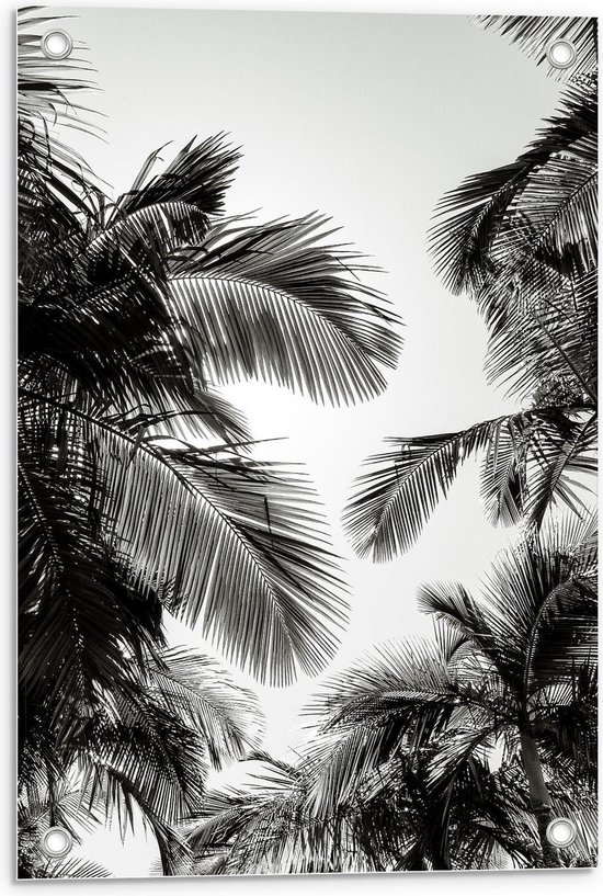 Tuinposter – Zwart/Wit Palmboom Bladeren - 40x60cm Foto op Tuinposter  (wanddecoratie voor buiten en binnen)