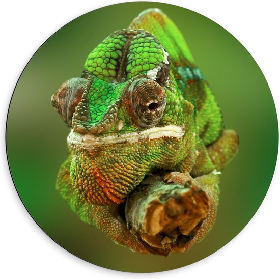 Dibond Wandcirkel - Groene Kameleon op Tak - 60x60cm Foto op Aluminium Wandcirkel (met ophangsysteem)