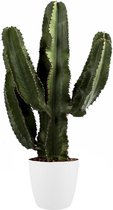 Euphorbia Erytrea Canarias met Elho sierpot (Brussels Round  Wit) - 80 cm, Ø 25 cm